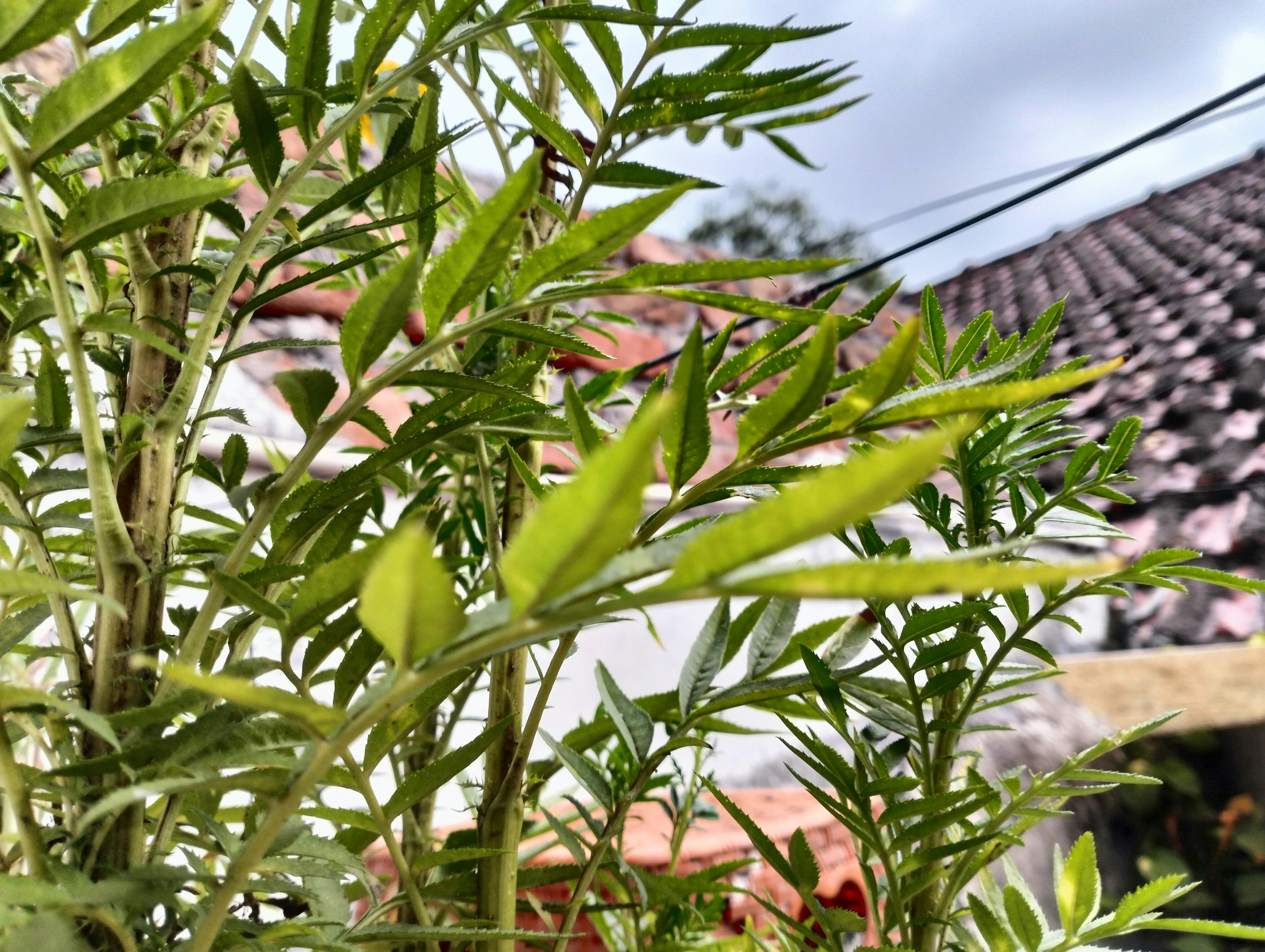 Photo by swaroop2sky