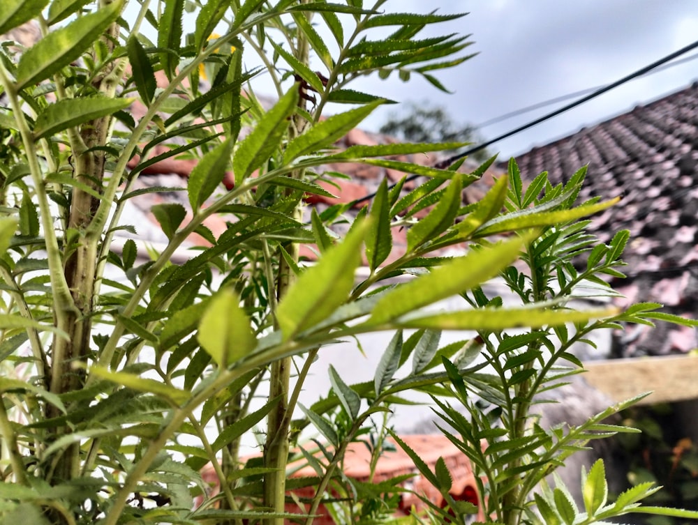 close-up of a plant