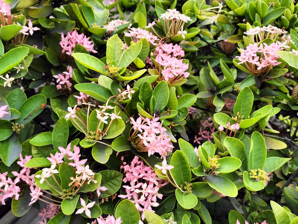 a group of flowers