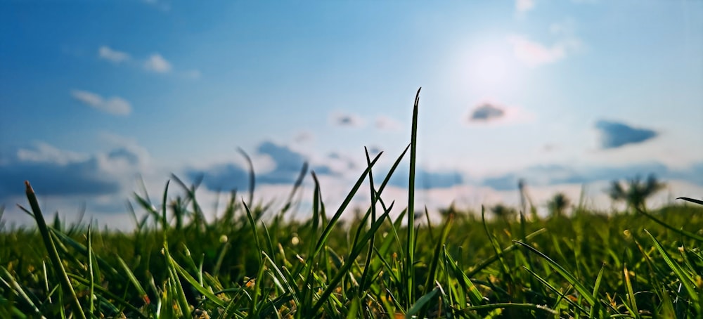 Ein Grasfeld mit blauem Himmel im Hintergrund