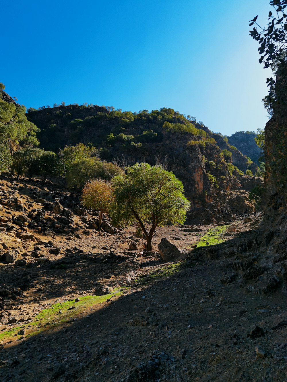 a tree on a hill