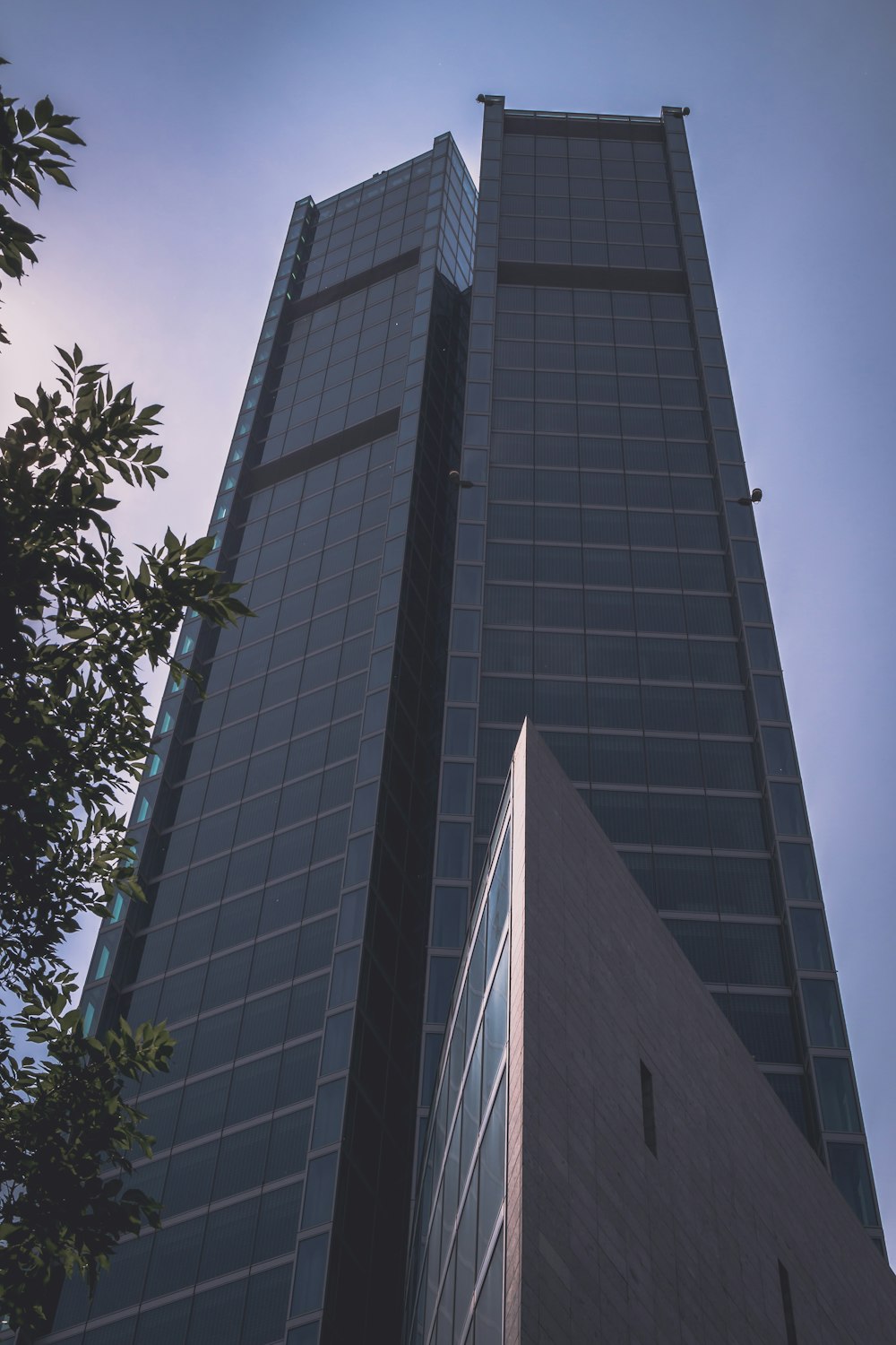 a tall building with a tree in front of it with Willis Tower in the background