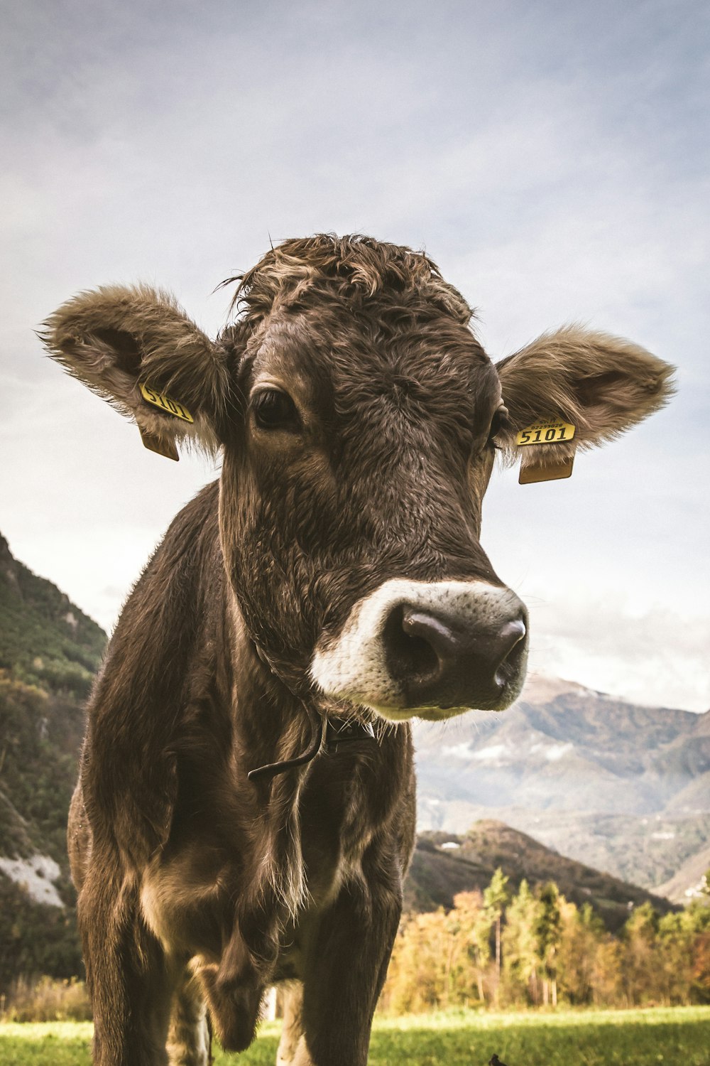 a cow with yellow tags on its ears