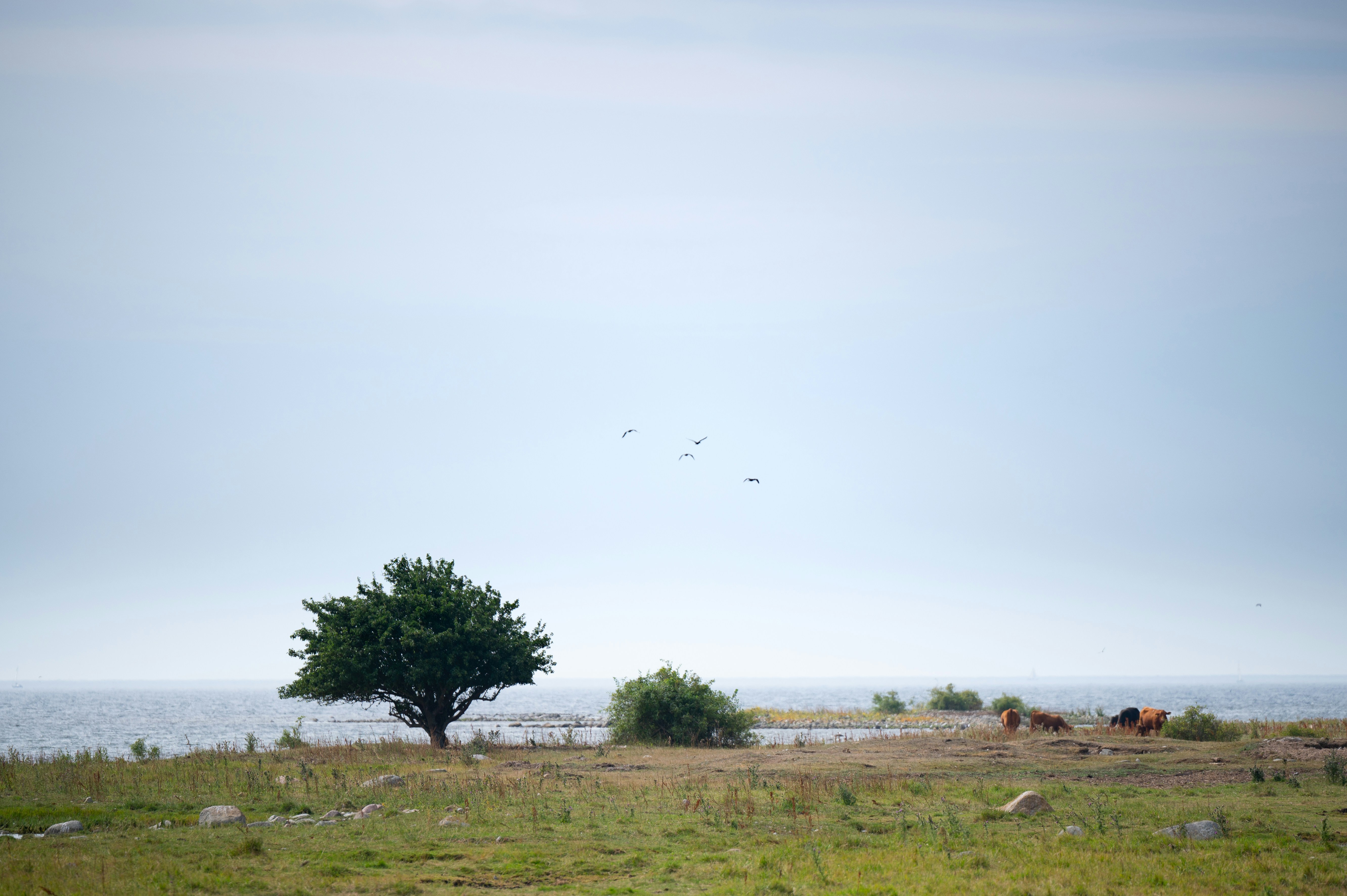 a tree and some animals in a field