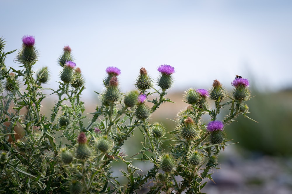 a close-up of some flowers