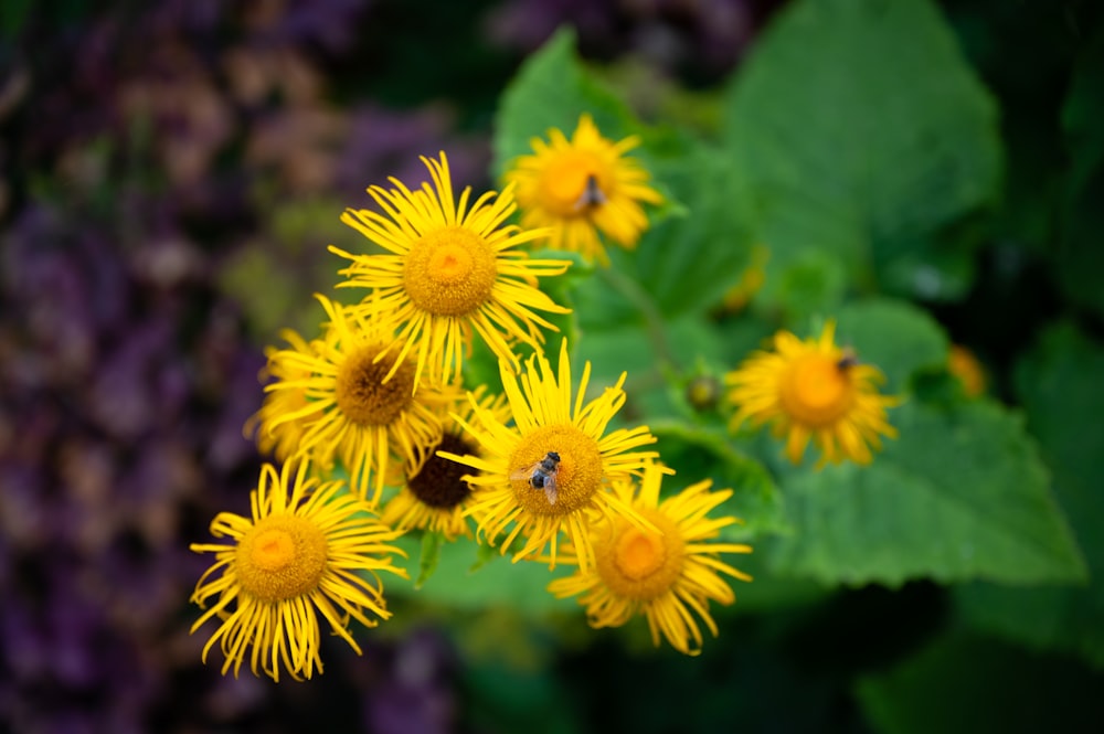 a bee on a yellow flower