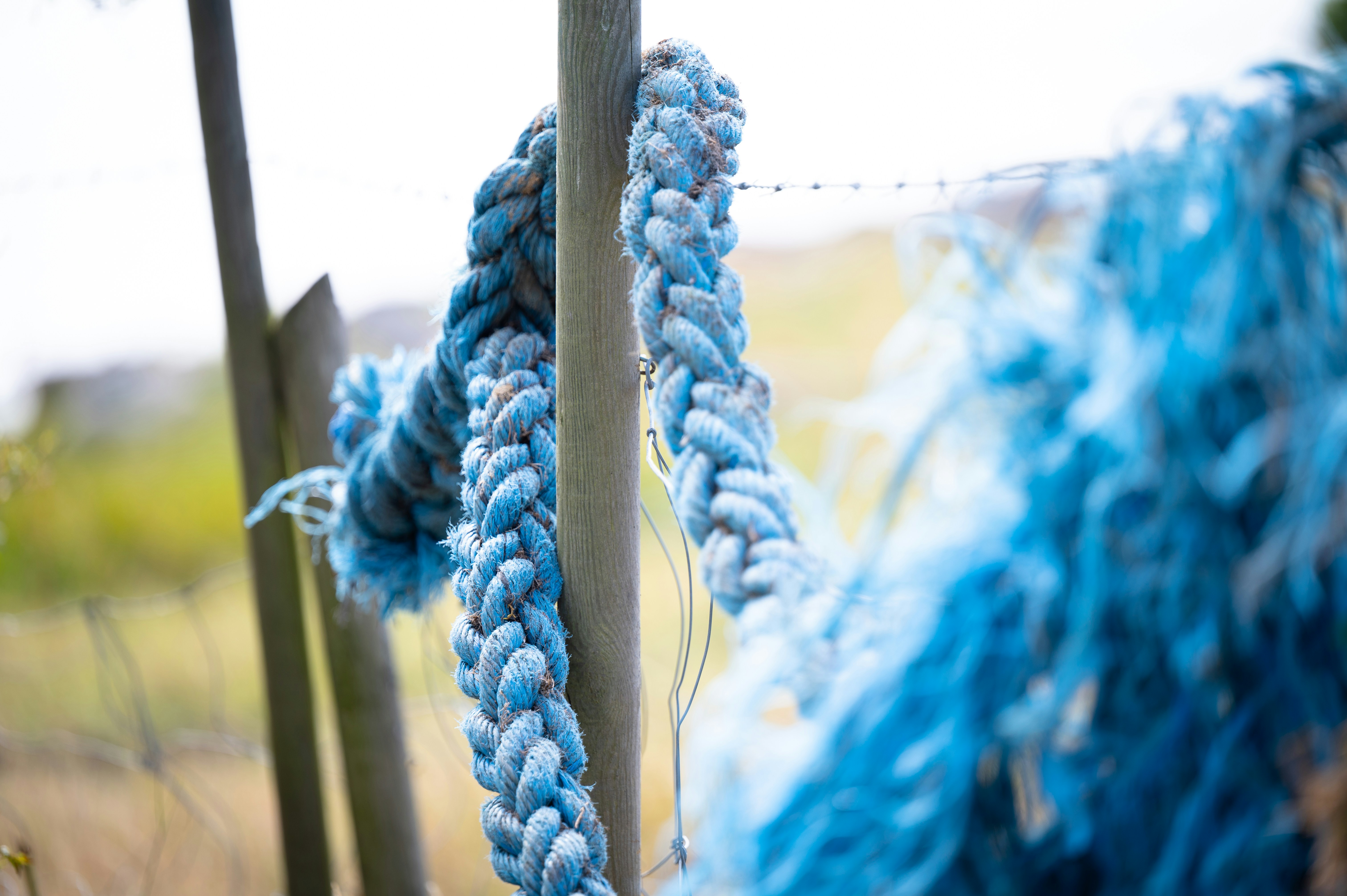 a close-up of some blue berries