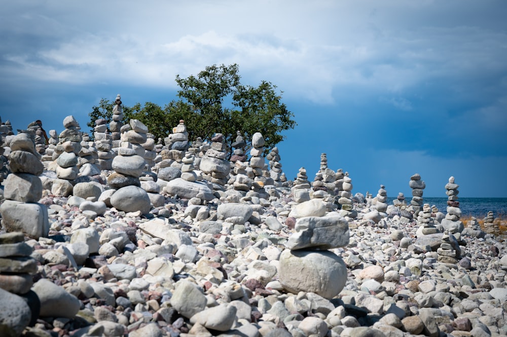 a rocky beach with trees in the background