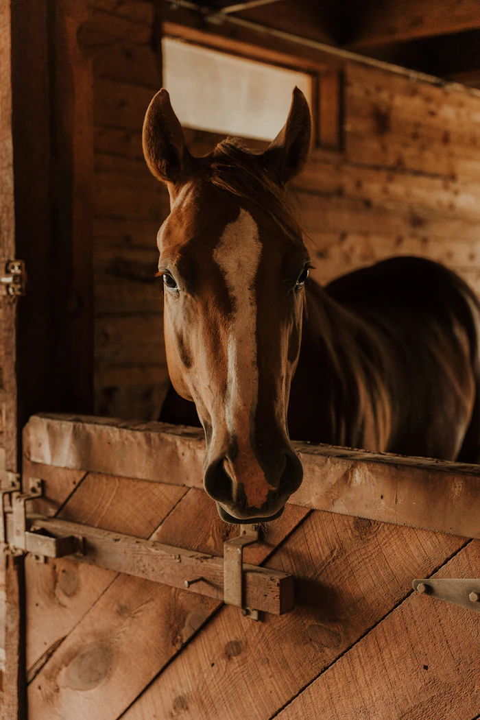 Two horses in a barn stall