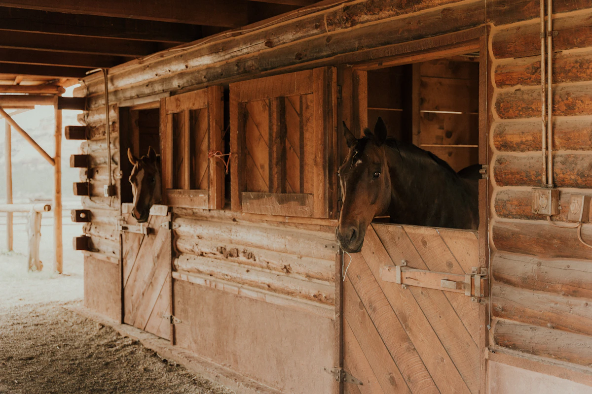 Horses looking out from rustic wooden stable stalls