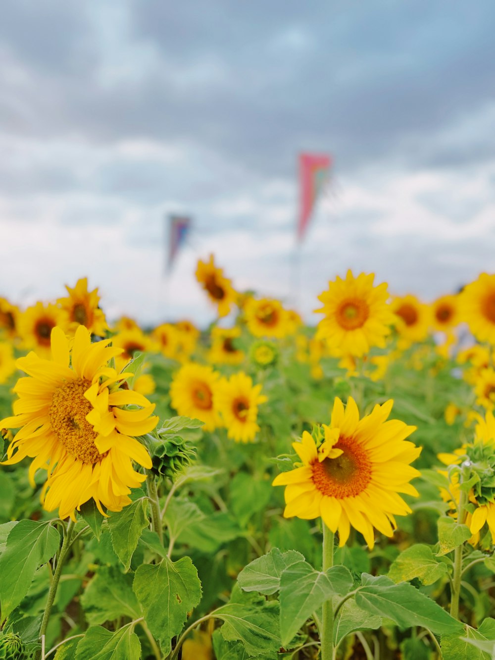 a field of sunflowers