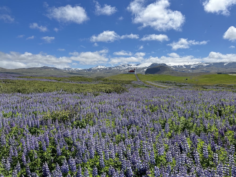 Un campo de flores púrpuras