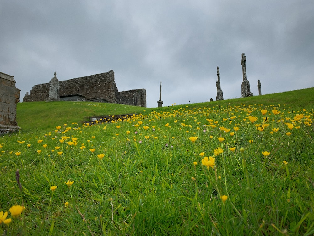 a field of flowers with a stone building in the background