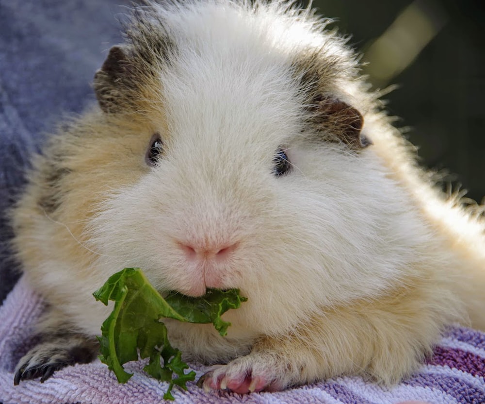 Ein Meerschweinchen isst Salat