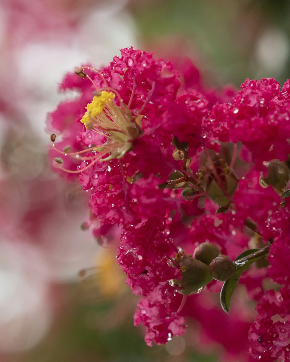 a close up of a flower