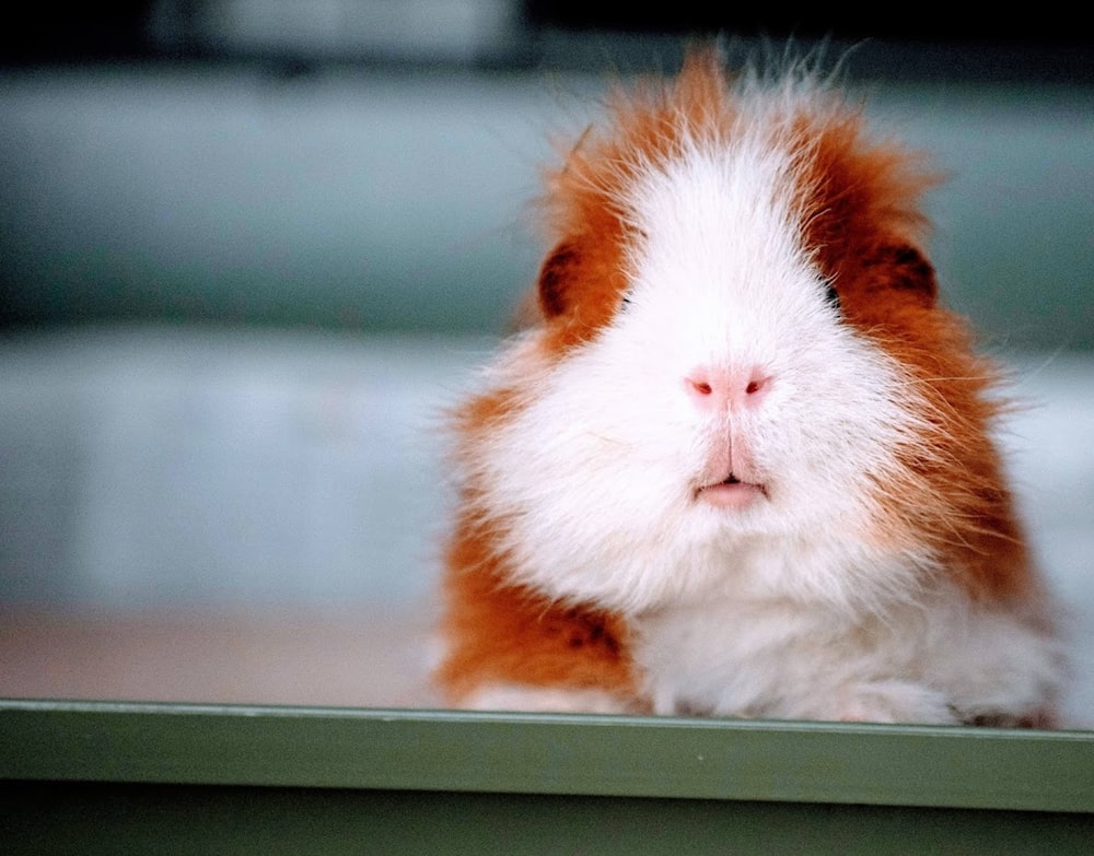 a guinea pig looking through a window