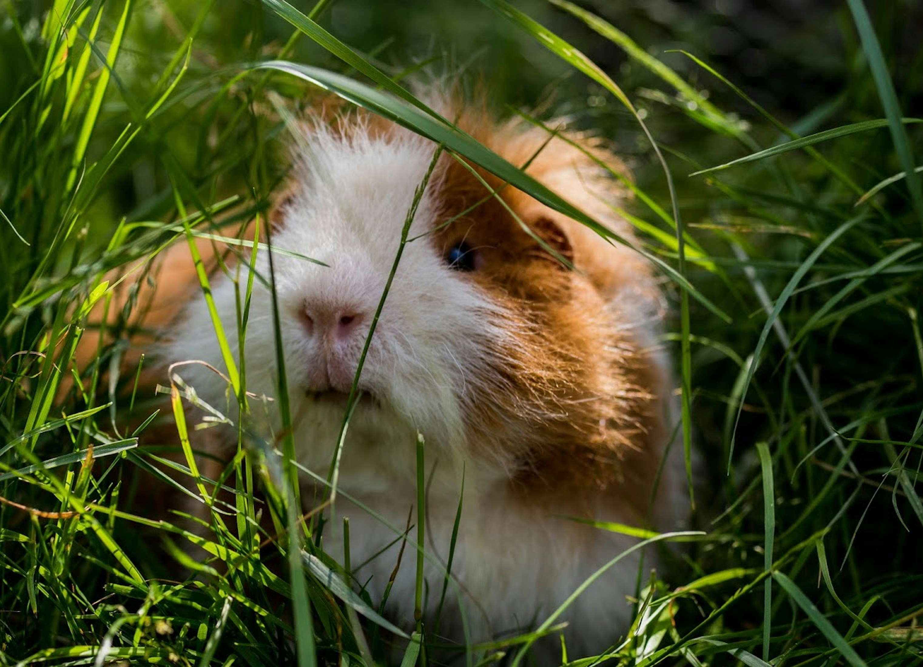 Common Diseases in Small Pets Every Owner Should Know