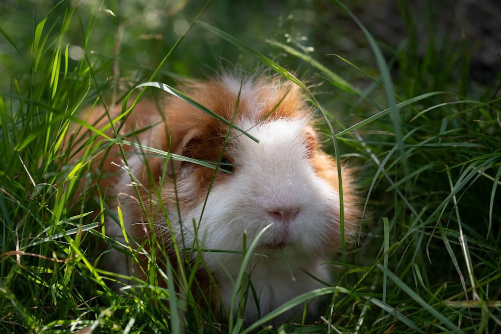 a guinea pig in the grass