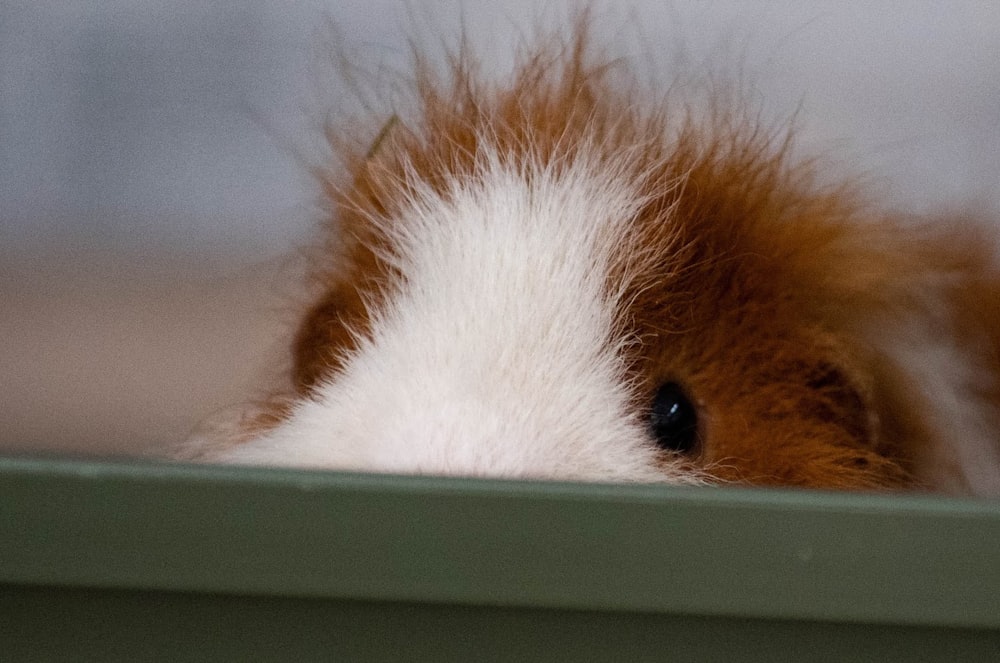 a brown and white guinea pig