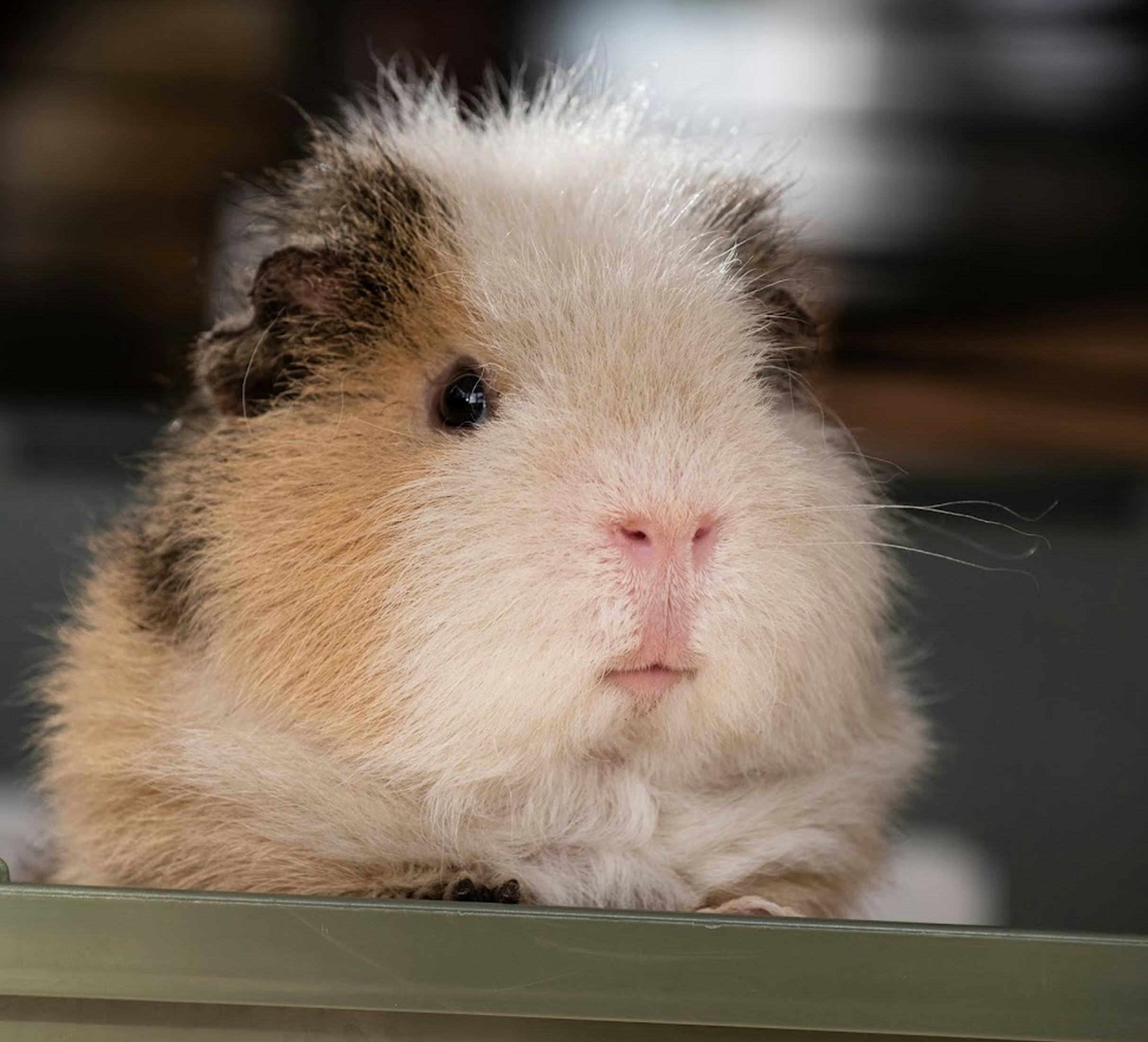 Mediation animale Alsace