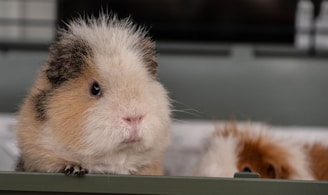 a guinea pig in a cage