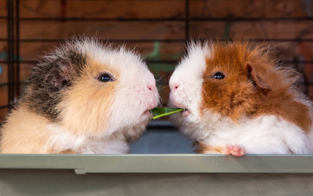a couple of guinea pigs eating