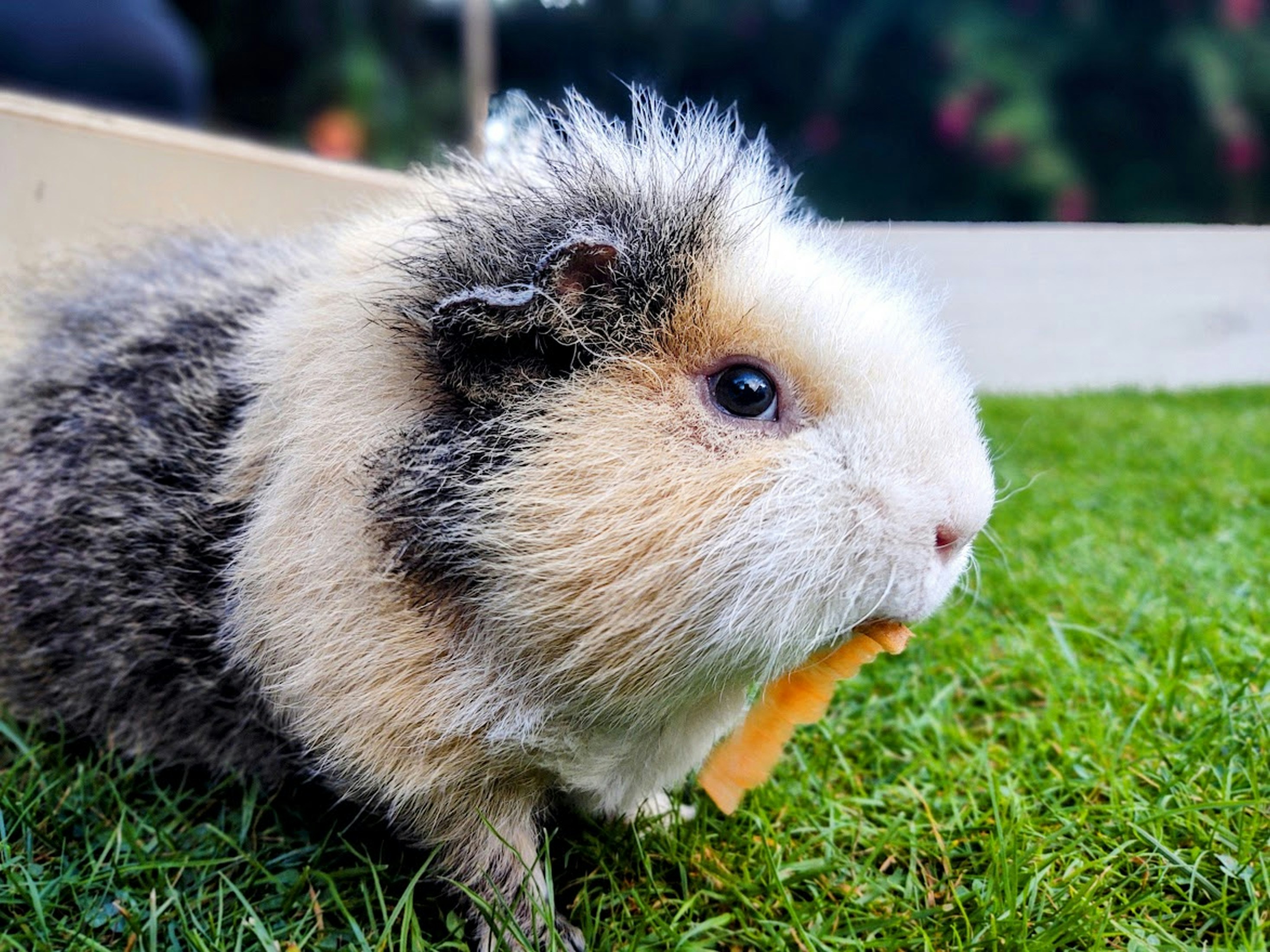 Small pet food for picky eaters and nutritional success guide