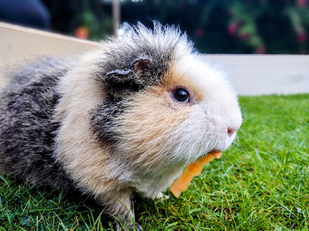 um porquinho-da-índia comendo uma cenoura