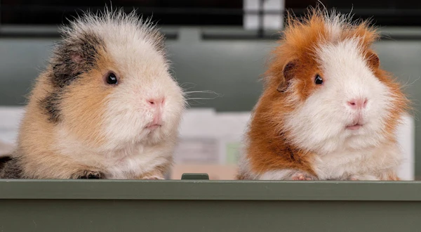 guinea pig keeping