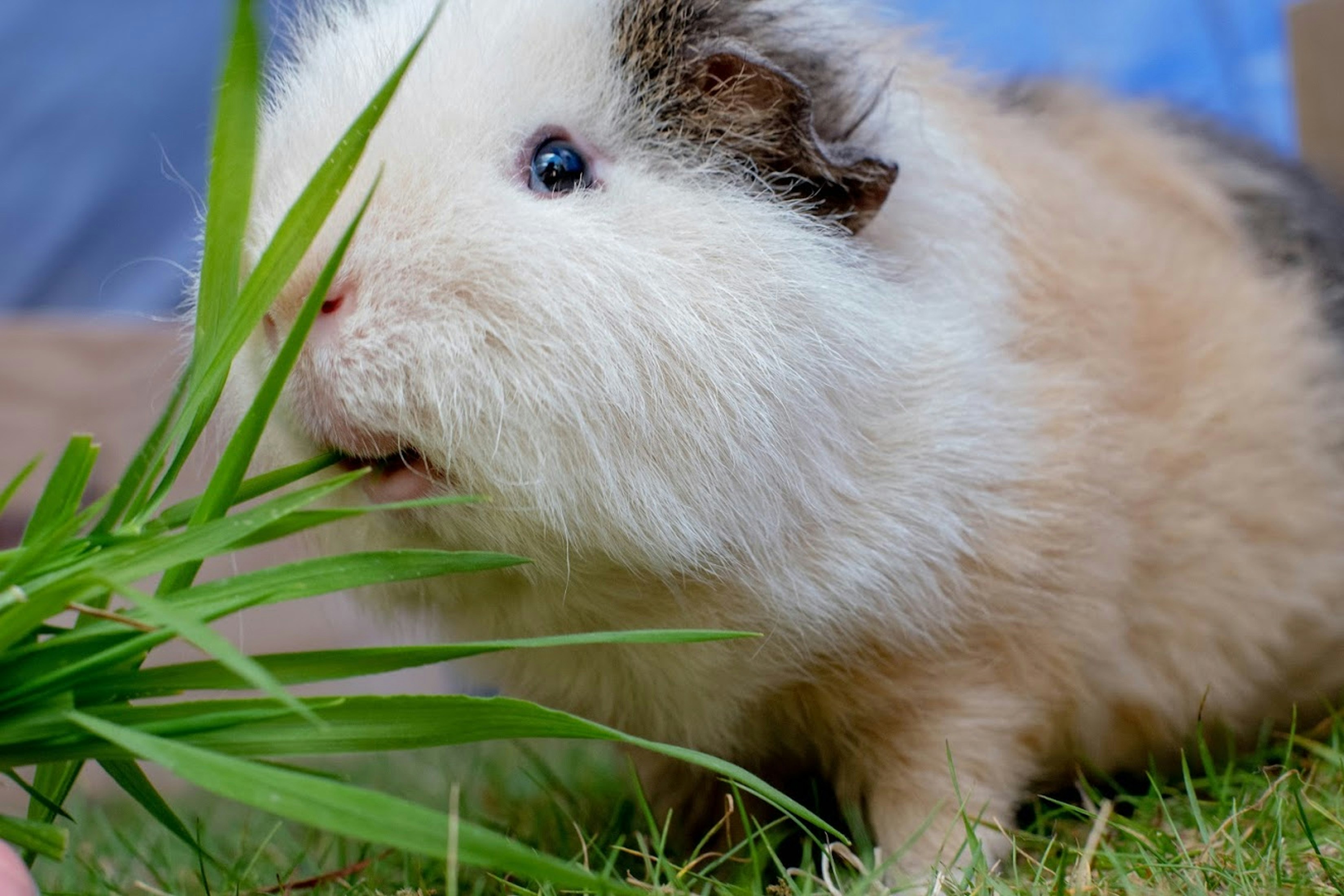 Guinea pig in spacious C&C cage