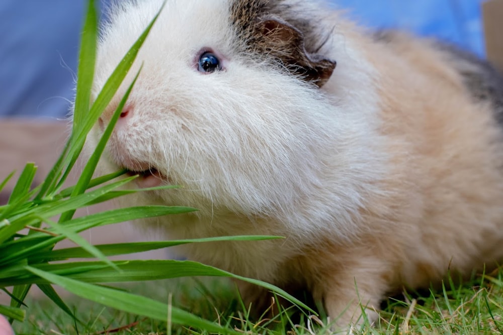 un lapin mangeant de l’herbe