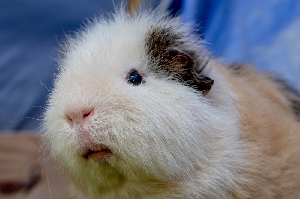 a white and brown guinea pig