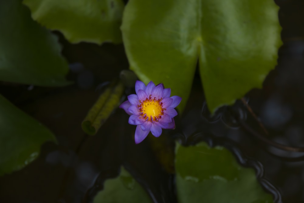 a purple flower in a pond