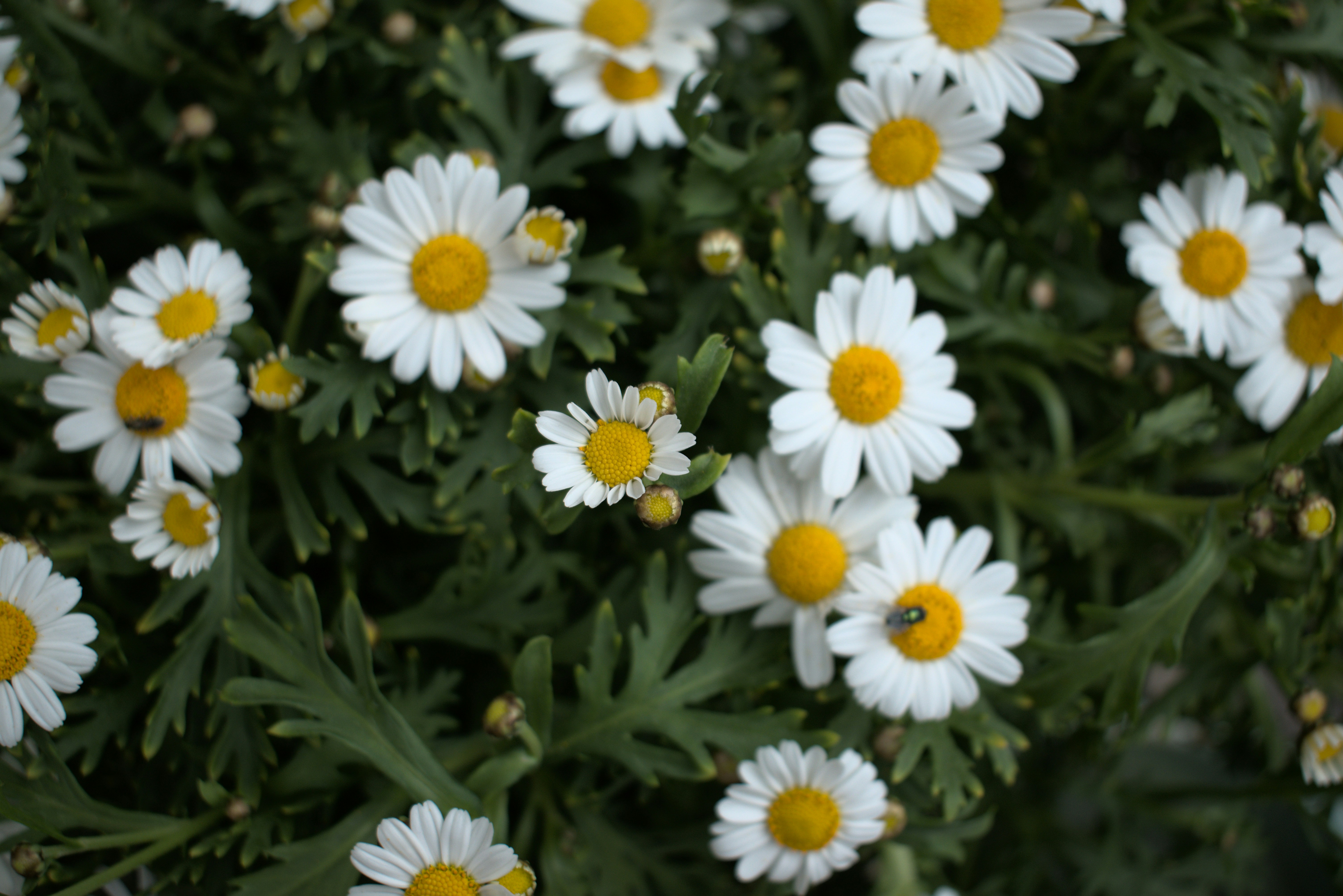 Photo by tanteemmaladen