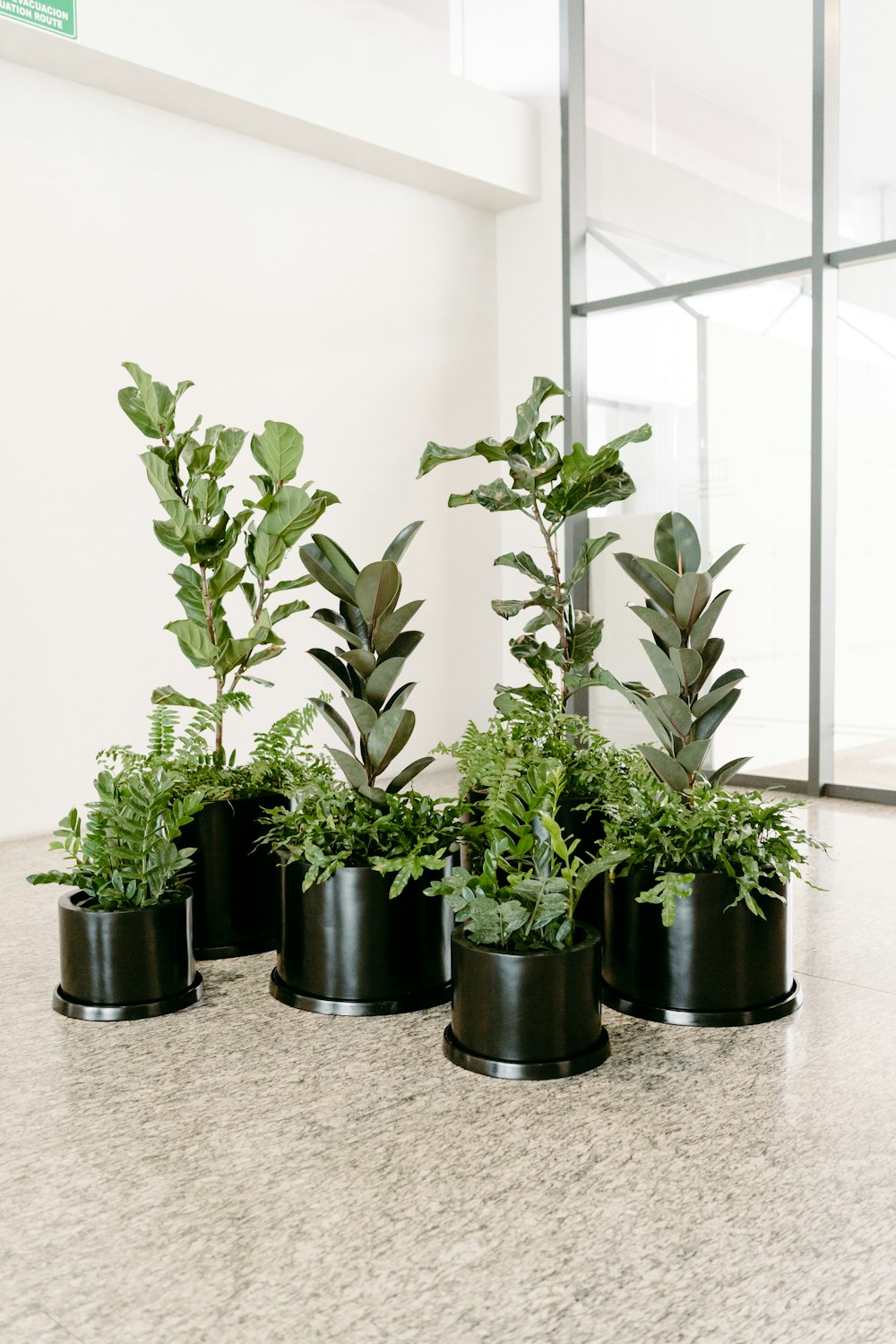 a group of potted plants