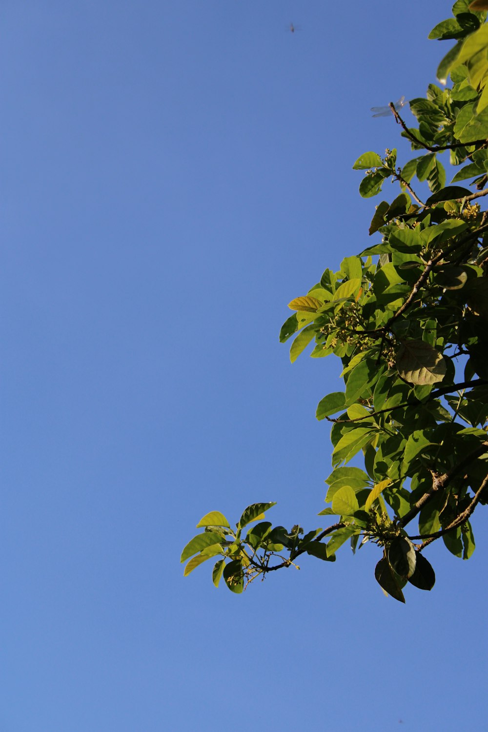 a tree with leaves