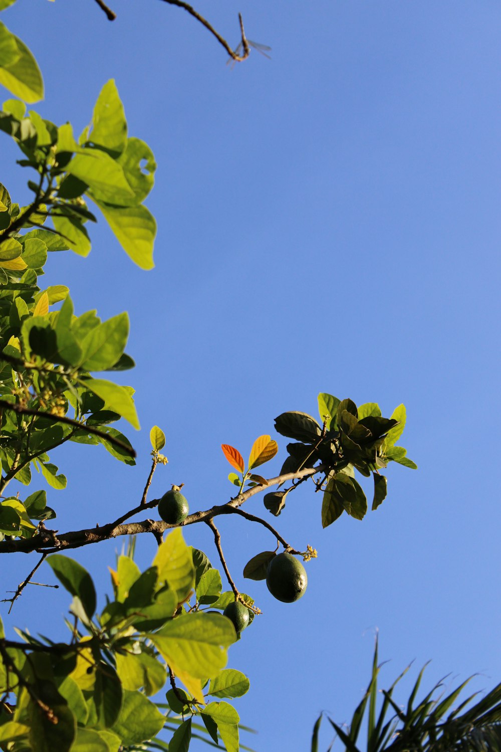 a tree with leaves and berries
