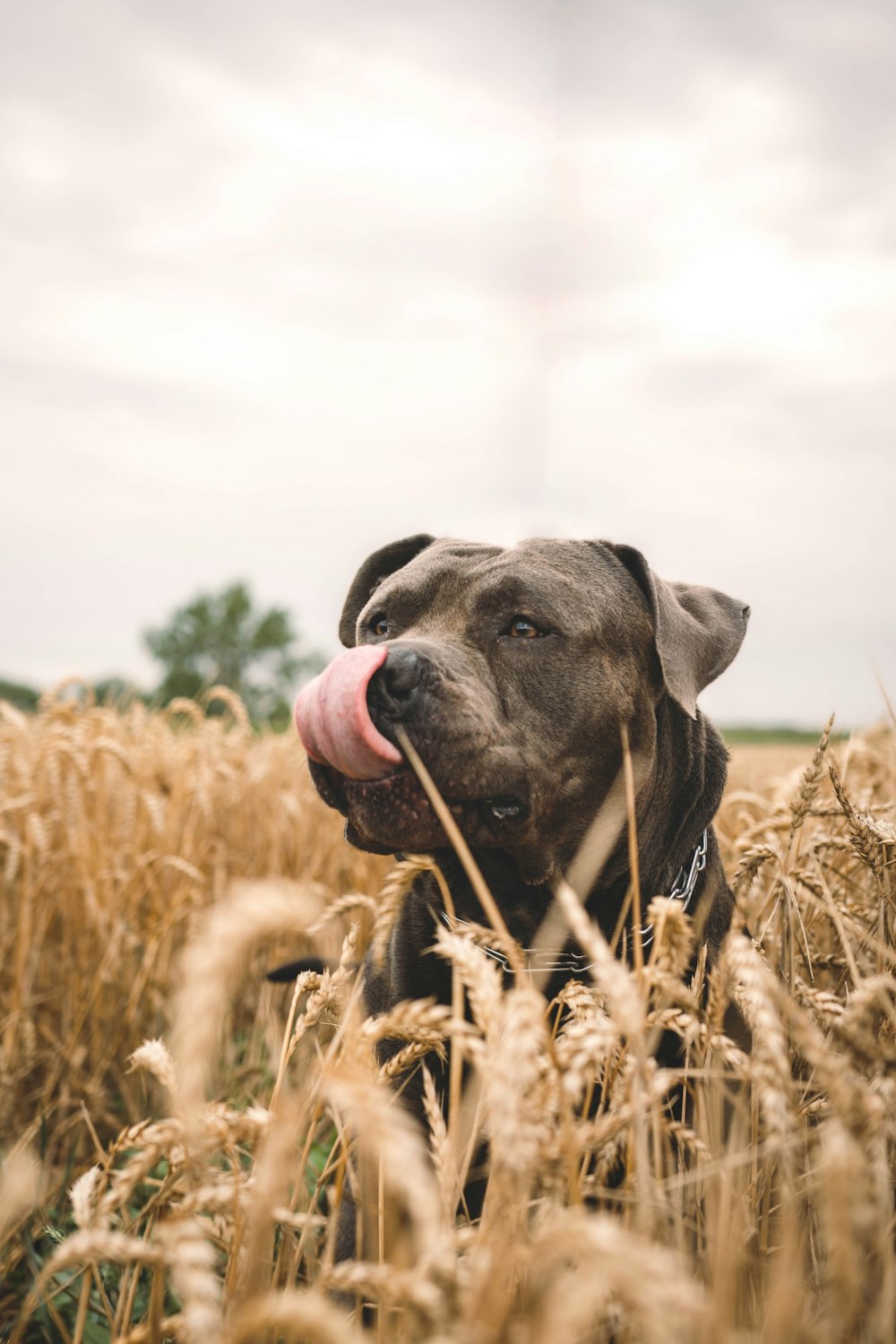a dog in a field of wheat