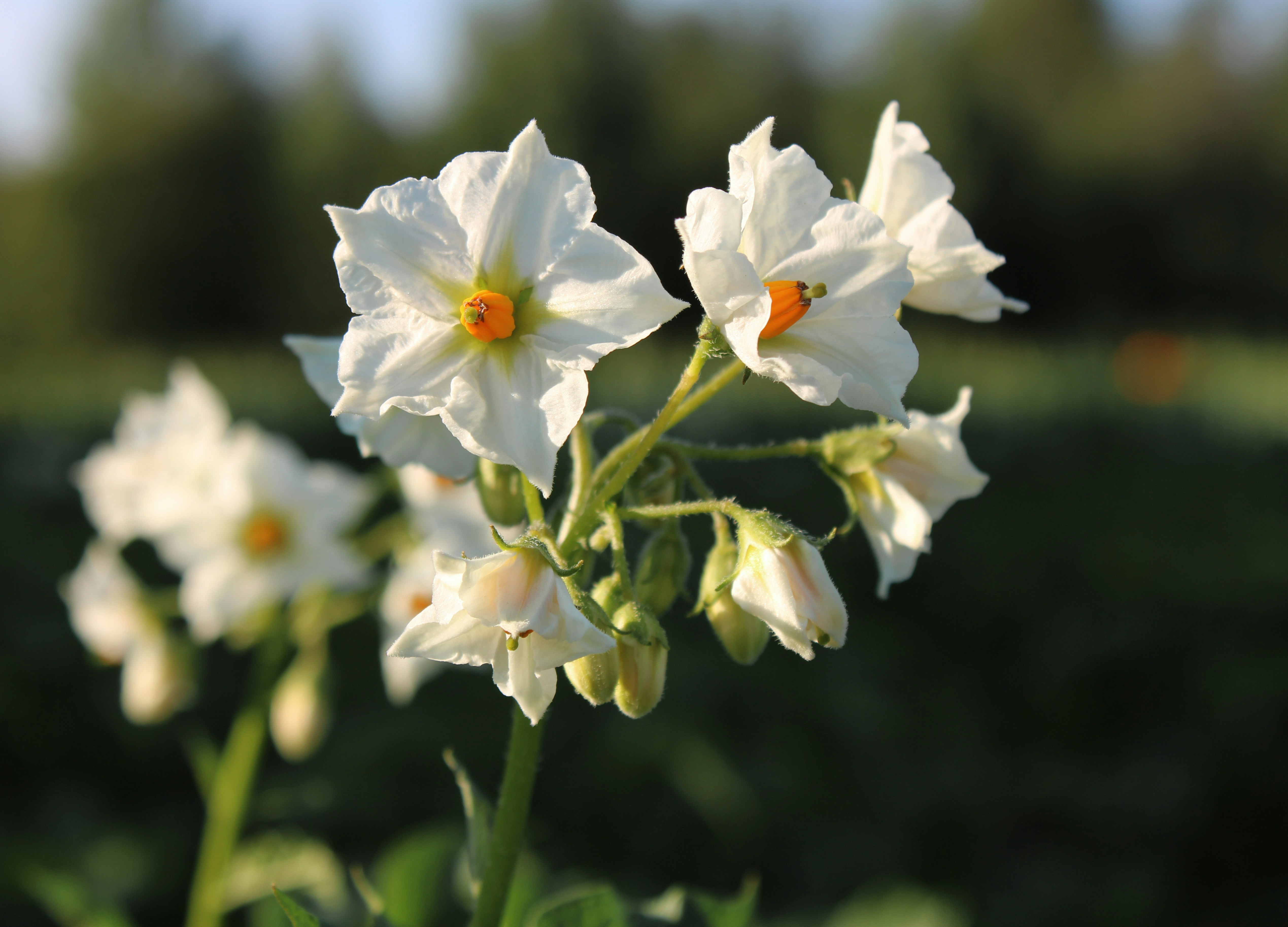 Photo by slenderamigo