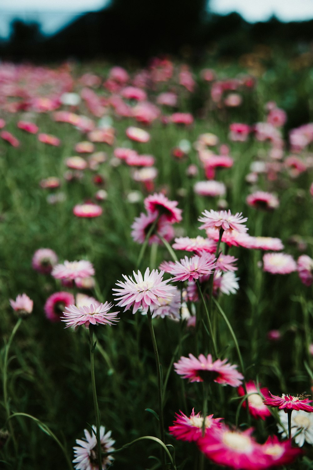 a field of flowers