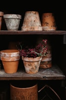 An assortment of aged terracotta pots are arranged on wooden shelves. Some of the pots have a rustic patina, and a few are stacked vertically. A vibrant arrangement of dark red flowers is nestled inside one of the pots, creating a contrast with the earthy tones of the pottery.