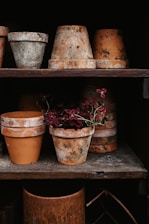 An assortment of aged terracotta pots are arranged on wooden shelves. Some of the pots have a rustic patina, and a few are stacked vertically. A vibrant arrangement of dark red flowers is nestled inside one of the pots, creating a contrast with the earthy tones of the pottery.