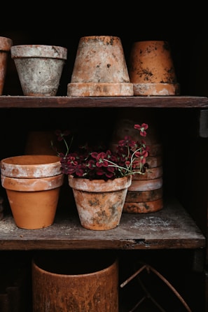 An assortment of aged terracotta pots are arranged on wooden shelves. Some of the pots have a rustic patina, and a few are stacked vertically. A vibrant arrangement of dark red flowers is nestled inside one of the pots, creating a contrast with the earthy tones of the pottery.