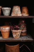 An assortment of aged terracotta pots are arranged on wooden shelves. Some of the pots have a rustic patina, and a few are stacked vertically. A vibrant arrangement of dark red flowers is nestled inside one of the pots, creating a contrast with the earthy tones of the pottery.