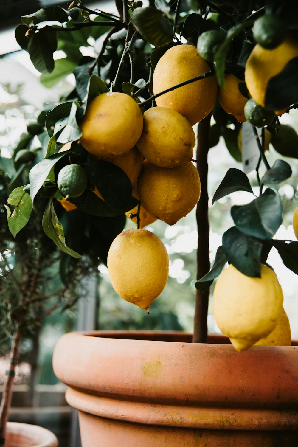 a tree with lemons growing on it