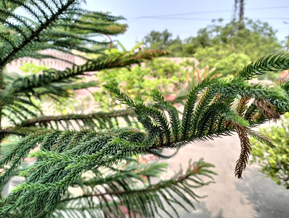 a close-up of a pine tree