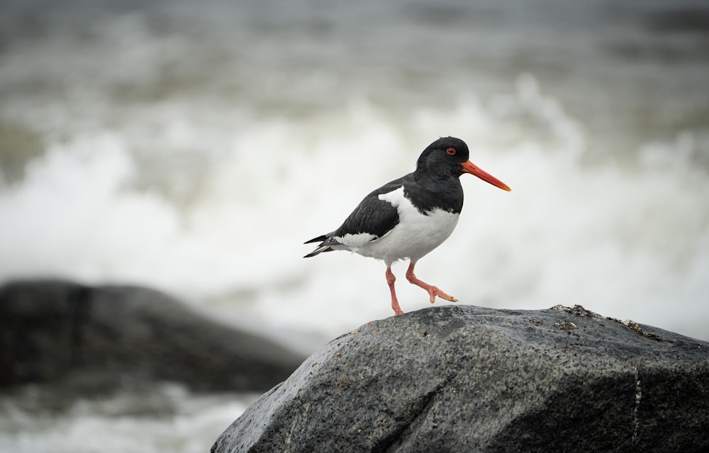 a bird standing on a rock