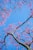 a tree with pink flowers