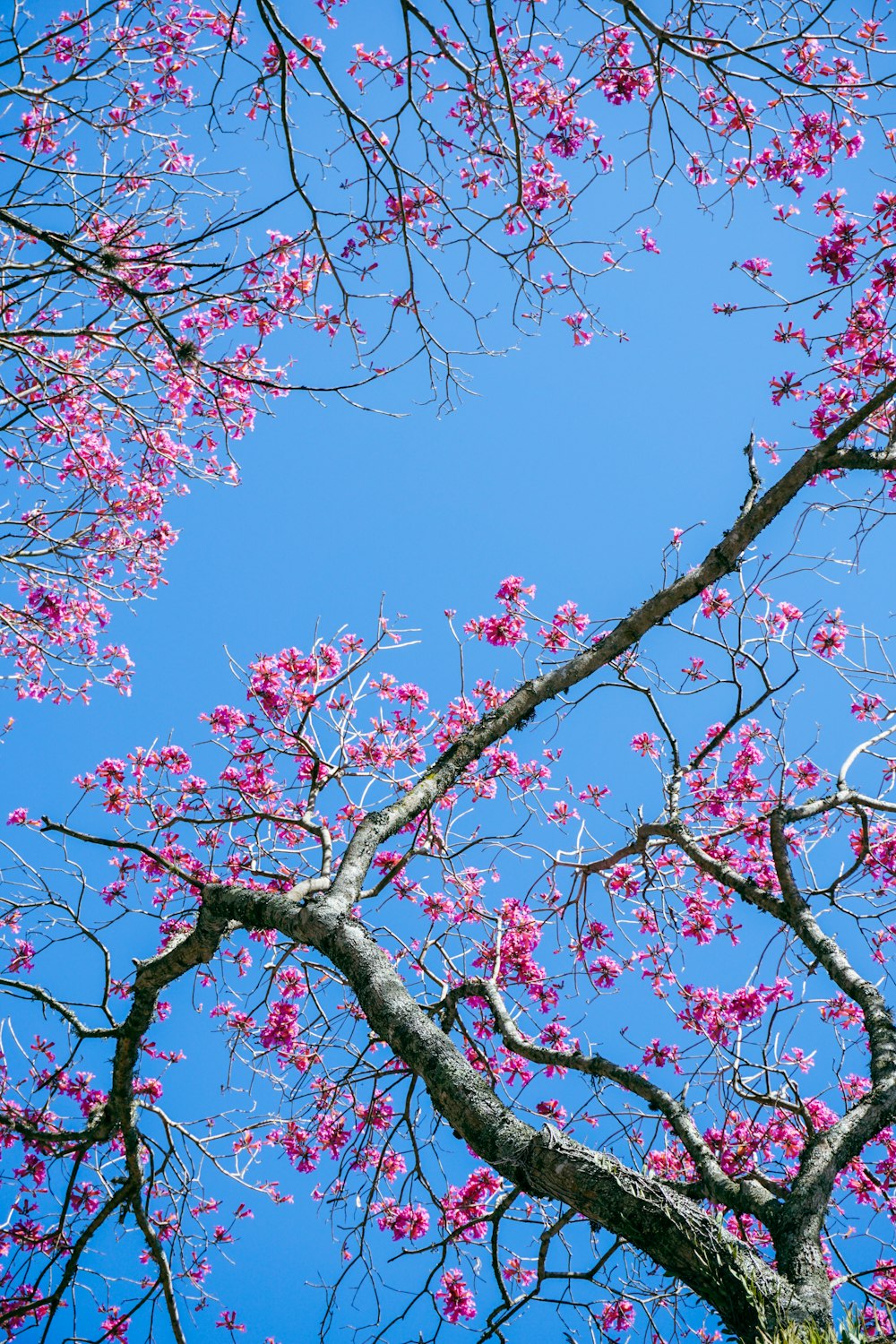 a tree with pink flowers