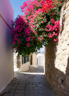 A serene, sunlit alley in Oia framed by whitewashed walls and vibrant bougainvillea.